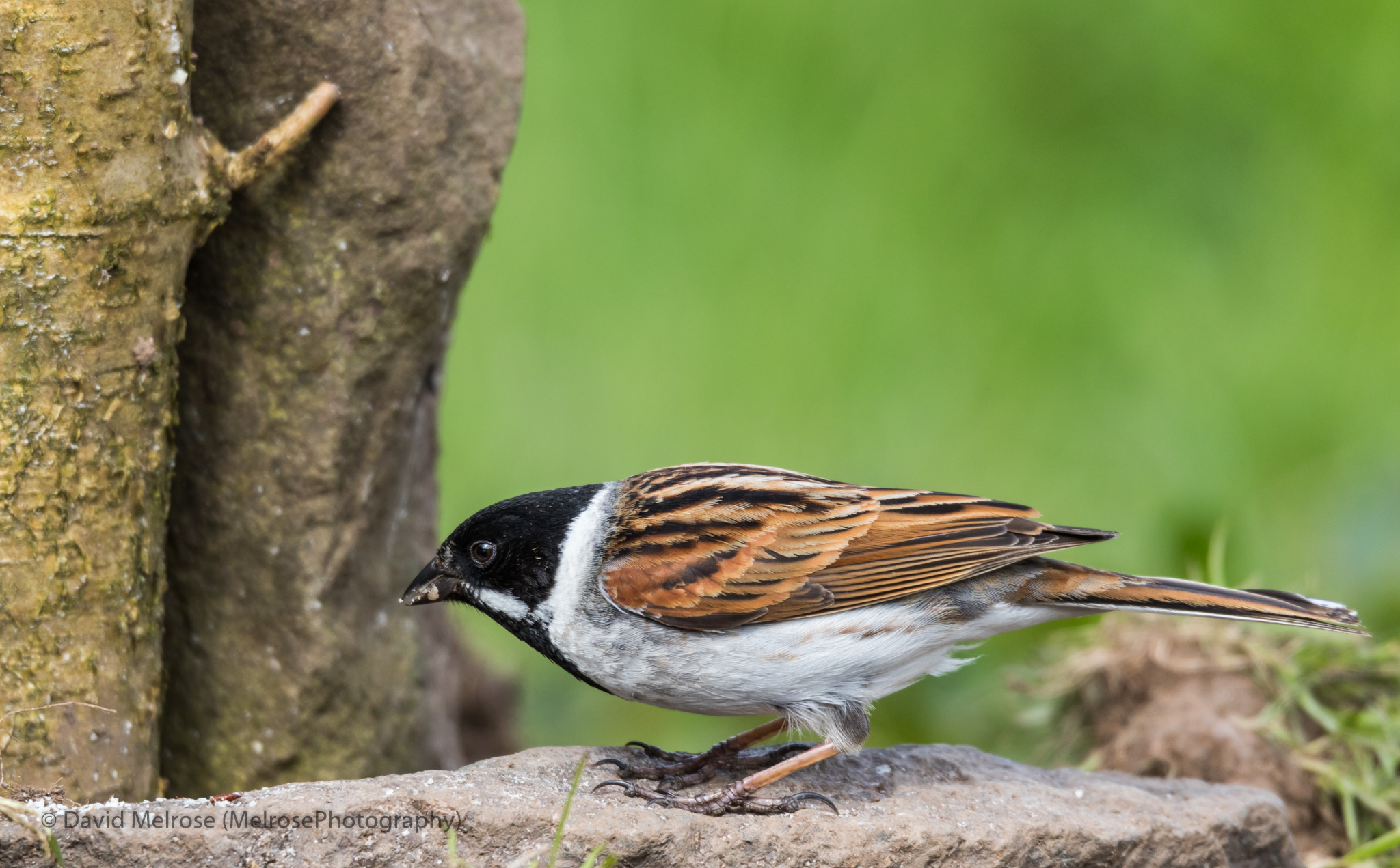 wildlife/Lochwinnoch B2 04-17 -April2017-0018.jpg